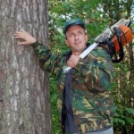 Общество: Житомирские лесники вырубают лес и платят штрафы за несуществующих нарушителей