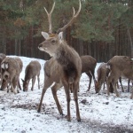 Экономика: В Житомирской области выращивают оленей для охотничьих хозяйств Украины. ФОТО