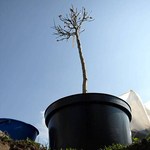 В Житомире массово воруют саженцы деревьев. Власти создают сеть видеонаблюдения