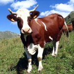 Фермерам Житомирской области пообещали по 240 000 грн. на развитие скотоводства