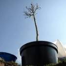  В Житомире массово <b>воруют</b> саженцы деревьев. Власти создают сеть видеонаблюдения 