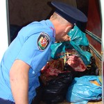 Экономика: В Житомире сотрудники милиции задержали автомобиль и изъяли полтонны свинины. ФОТО