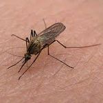 Город: В Житомире зафиксировано заболевание малярией