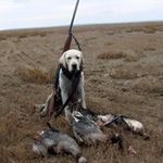 Общество: Сезон охоты в Житомирской области перенесен