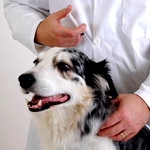 В Житомире открыли лабораторию для вакцинации собак