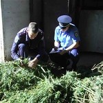Криминал: Около 30 кг марихуаны изъяла милиция у 33-летнего жителя Житомирского района