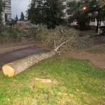 Под патронатом Сергея Николаевича в Житомире срезали десятки деревьев. ФОТО