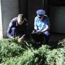 Около 30 кг марихуаны изъяла милиция у 33-летнего жителя Житомирского района
