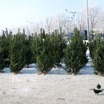 Экономика: На новогодние праздники житомирские лесники продали более 100 тысяч елок