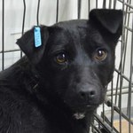 Город: Власти Житомира приняли решение выделить средства для создания собачего приюта