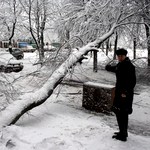 Город: В Житомире нужно срочно спилить больше 2 тысяч деревьев