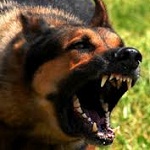 Происшествия: В Житомирской области бешенный пес покусал девочку