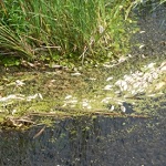 В Житомирской области в реке Гуйва масово гибнет рыба