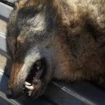 Происшествия: В Житомирской области нашли бешенного волка. Ветеринары требуют закупить вакцину