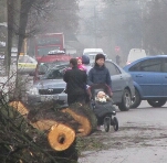 Город: Коммунальщики срезали в Житомире деревья и забыли их на тротуаре. ФОТО