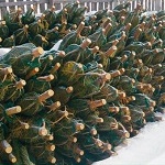 В Житомирской области правохранители нашли заброшенный склад елок
