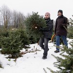 Экономика: За покупку новогодней ёлки без бирки предусмотрен штраф до 2000 грн