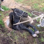 Происшествия: В канализационную яму на Житомирщине провалился конь. ФОТО
