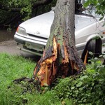Происшествия: В центре Житомира упавшее от ветра дерево повредило автомобиль