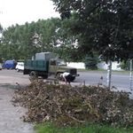 Город: Житомирские коммунальщики объяснили, почему не убирают срезанные деревья