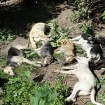 Происшествия: В Бердичеве массово травят бездомных собак
