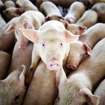 Экономика: На Житомирщине датская компания купила свинокомплекс за 10 млн евро