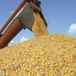 Житомирская область экспортировала более 400 тыс. тонн зерна