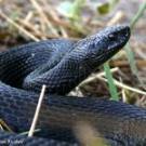 Из-за укуса змеи житель Житомирской области попал в реанимацию