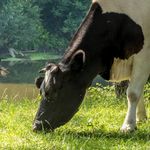 Ежедневно в Житомирской области производится более 300 тонн молока
