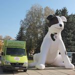 Город: Международный фонд бесплатно простерилизовал бродячих животных в Житомире. ФОТО