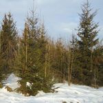 Родной край: Житомирские лесники предлагают арендовать ёлки на время новогодних праздников