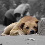 В Житомире жители Полевой жестоко травят собак. ВИДЕО