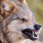 Новини України: Волк покусал 46-летнюю жительницу Житомирской области