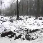 Криминал: На Житомирщине экологи обнаружили незаконную порубку леса