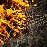 Спасатели призывают население Житомира и области не жечь сухую траву