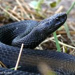 На севере Житомирской области змеи продолжают кусать людей