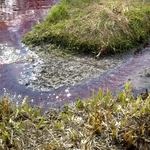 Город: Жители частных домов в Житомире сбрасывают свои фекалии в реку, - экологи