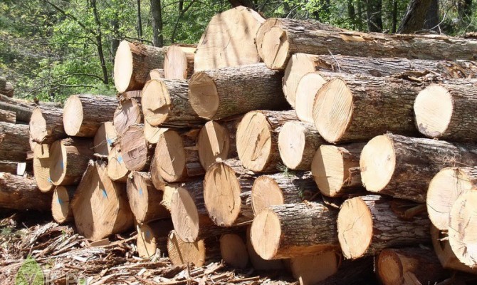 Экономика: В Украине на 10 лет введен мораторий на экспорт леса