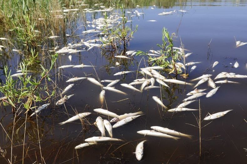 Происшествия: В реке Хомора на Житомирщине обнаружили массовую гибель рыбы