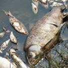 В реке Хомора на Житомирщине обнаружили массовую гибель рыбы