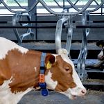 В Житомирской области открыли роботизированную молочную ферму. ФОТО
