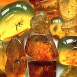 У скупщиков янтаря в Житомирской области изъяли более центнера камней