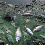 Экологи выяснили, почему погибла рыба в реке на Житомирщине