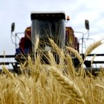 Аграрии Житомирщины уже намолотили более 150 тыс. тонн зерна нового урожая
