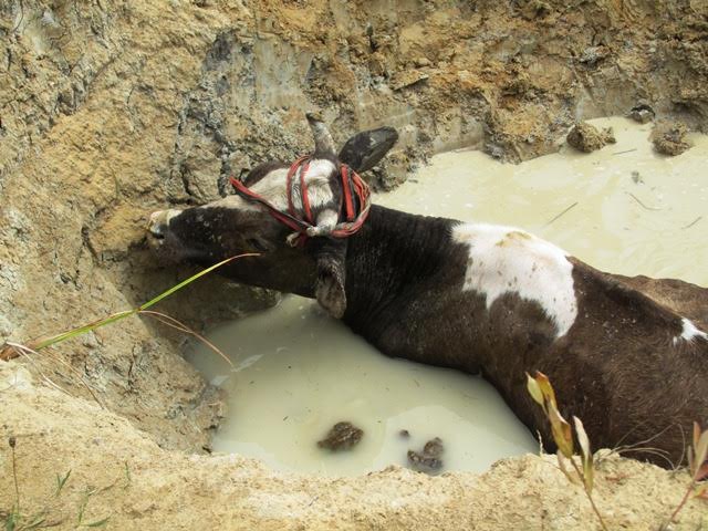 Происшествия: Житомирские спасатели вызволили корову из ямы в районе улицы Радонова. ФОТО