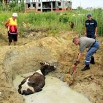 Житомирские спасатели вызволили корову из ямы в районе улицы Радонова. ФОТО