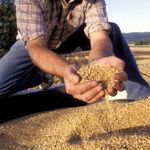 Через неделю на Житомирщине планируют завершить сбор зерновых и зернобобовых культур