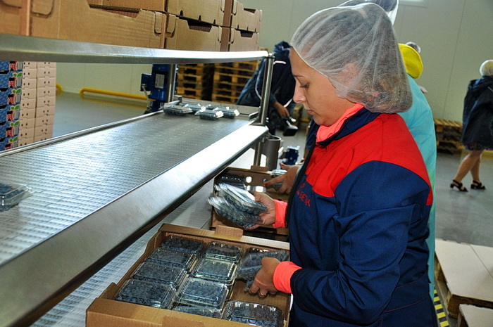 Экономика: В Житомирской области выращивают чернику на экспорт в Англию и Голландию. ФОТО