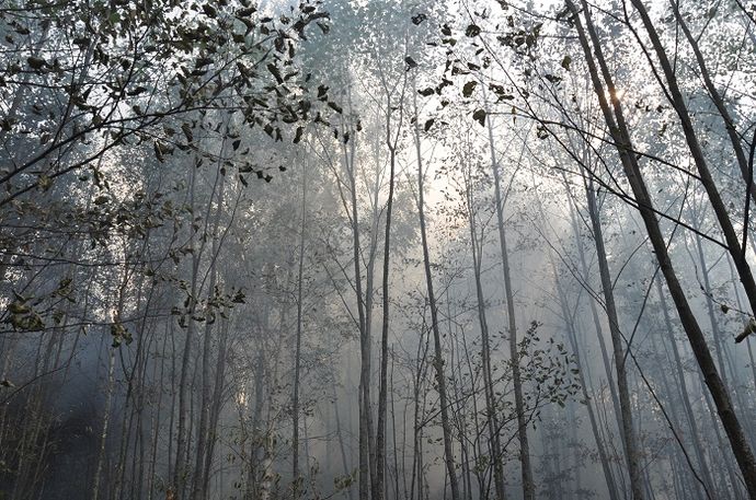 Губернатор поехал контролировать тушение лесных пожаров на севере Житомирщины. ФОТО