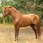 Лошадь откусила половой орган 6-летнему мальчику из Житомирской области. ВИДЕО